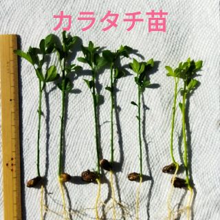 カラタチ実生苗(その他)
