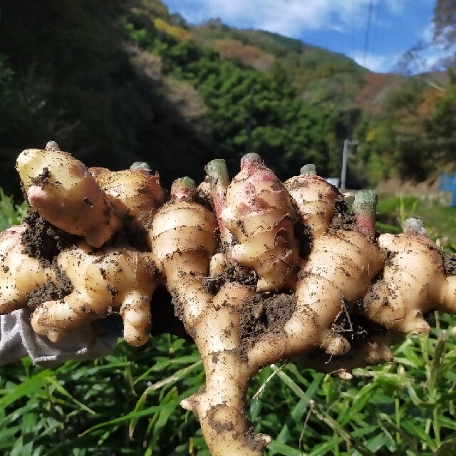 訳あり商品 農薬未使用高知大生姜4kg 食品/飲料/酒の食品(野菜)の商品写真