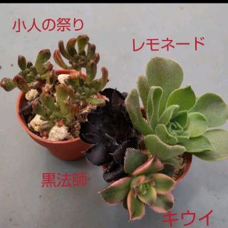 【多肉植物】アエオニウム　小人の祭り　黒法師　キウイ　レモネード(その他)