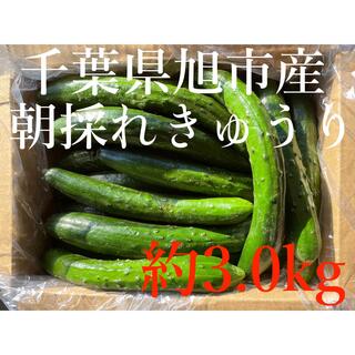 新鮮！訳ありきゅうり 3.0kg 千葉県旭市産(野菜)