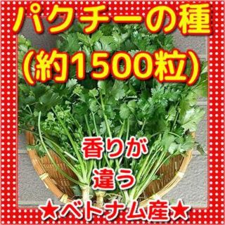 パクチー種(約1500粒)人気のベトナム産(野菜)