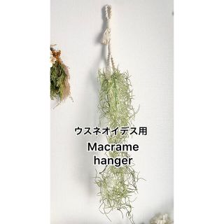 ウスネオイデス★スパニッシュモス専用★マクラメハンガー(その他)