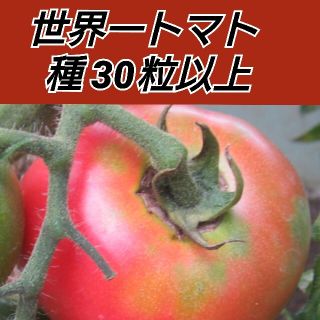 世界一トマト 種30粒以上(野菜)