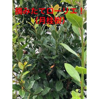 摘みたて！生ローリエ（月桂樹）(野菜)