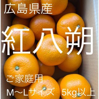 広島県産　紅八朔　べにはっさく  M〜Lサイズ  5kg以上　産地直送(フルーツ)