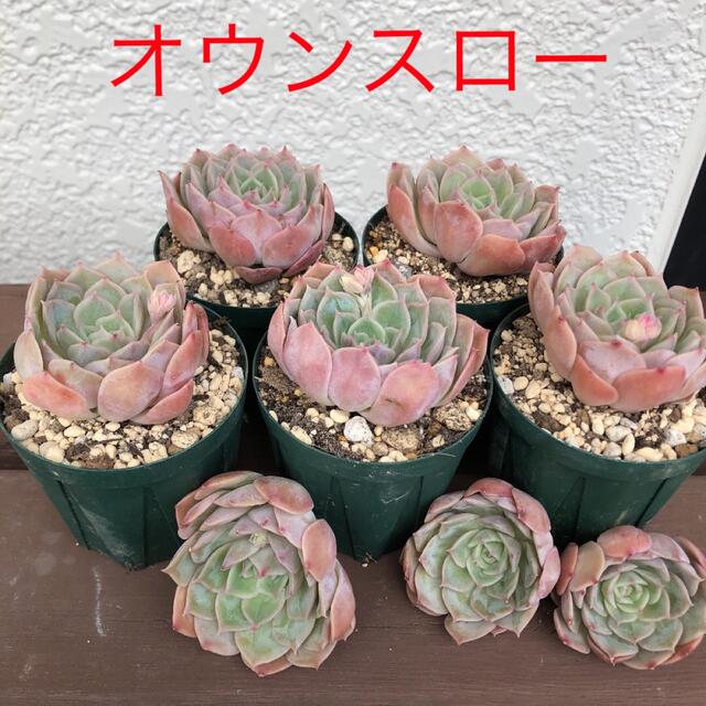多肉植物 韓国苗 エケベリア オウンスロー カット苗の通販 by 多肉植物 韓国苗 エケベリア オウンスロー カット苗の通販 by