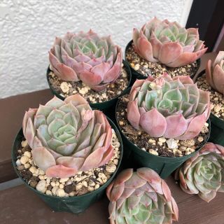 多肉植物 韓国苗 エケベリア オウンスロー カット苗