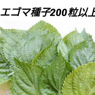 エゴマ種子200粒以上(野菜)