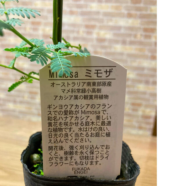 観葉植物　ミモザ　アカシヤ　苗　名札付き ハンドメイドのフラワー/ガーデン(プランター)の商品写真