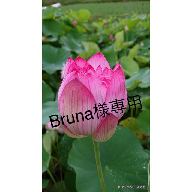 Bruna様専用。蓮の実10個。の通販 by ラクダ's shop|ラクマ