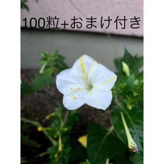 おしろい花　白　黄　2021秋収穫　おまけ付きピンク(その他)