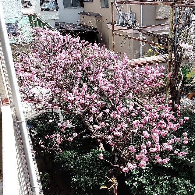梅の枝 梅の花 切り花 3月3日まで 引き取り希望