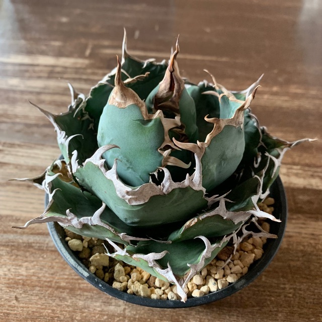 標本株 アガベ チタノタ 白鯨 台湾株 | causus.be