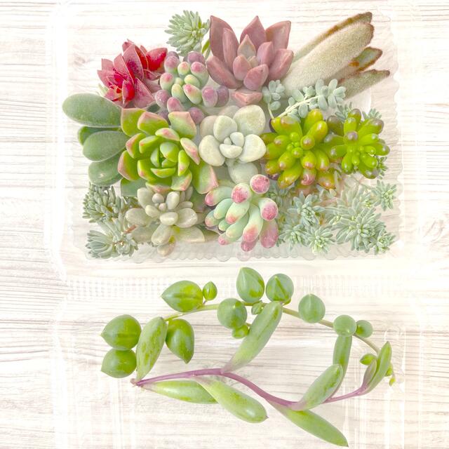 ♡多肉植物♡         -カット苗セット- ハンドメイドのフラワー/ガーデン(その他)の商品写真