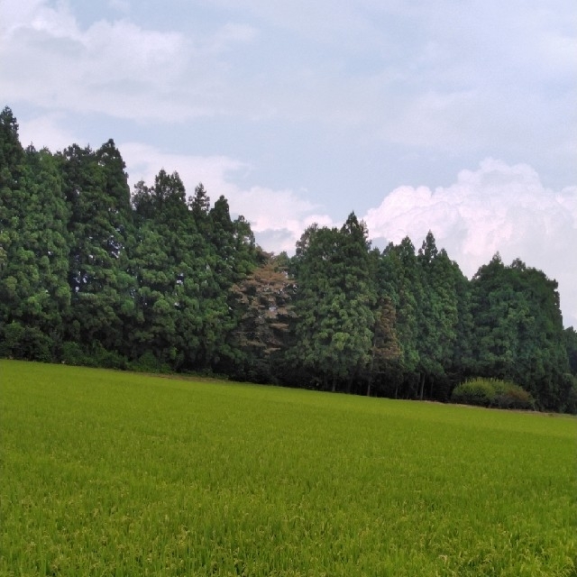 新米令栃木県特一等米コシヒカリ30キロ玄米無農薬にて作ったお米です！！