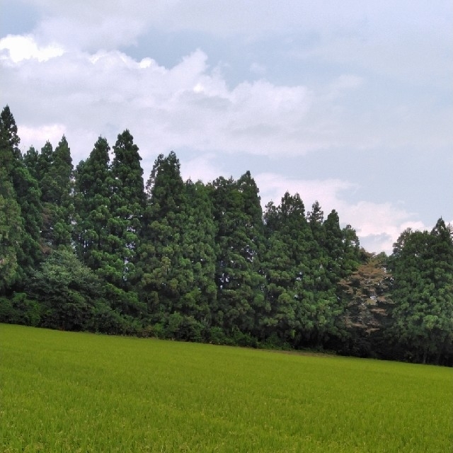 新米令栃木県特一等米コシヒカリ30キロ玄米無農薬にて作ったお米です