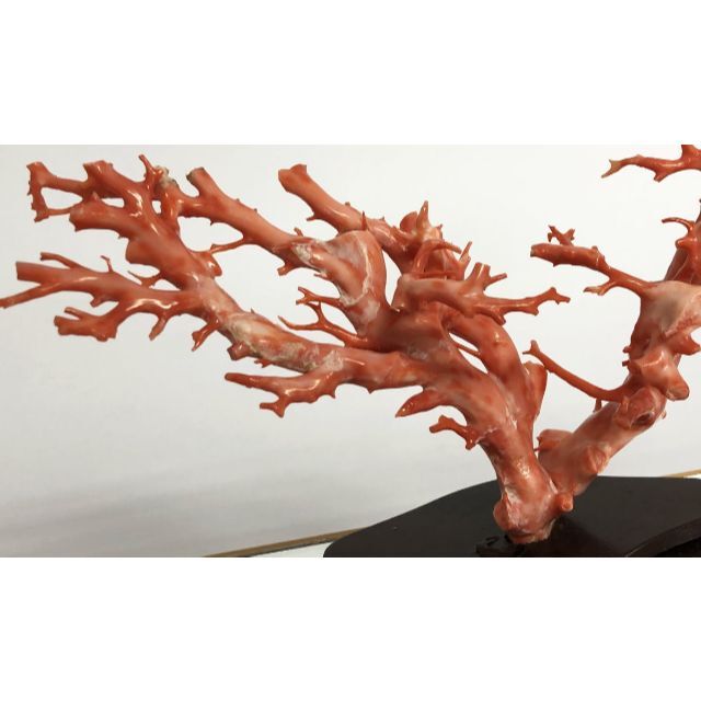 天然深海赤珊瑚 サンゴ 枝珊瑚 置物 台座 ケース付き ジュエリーWWFT073