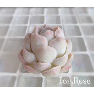 多肉植物　エケベリア　＊   Ice  Rose   アイスローズ単頭　＊(その他)