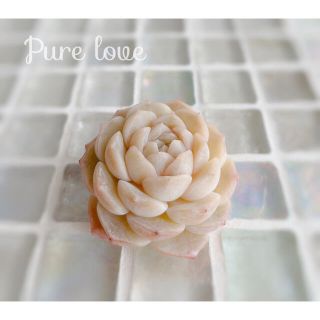 多肉植物　エケベリア　＊  Pure Love   ピュアラブ　＊(その他)