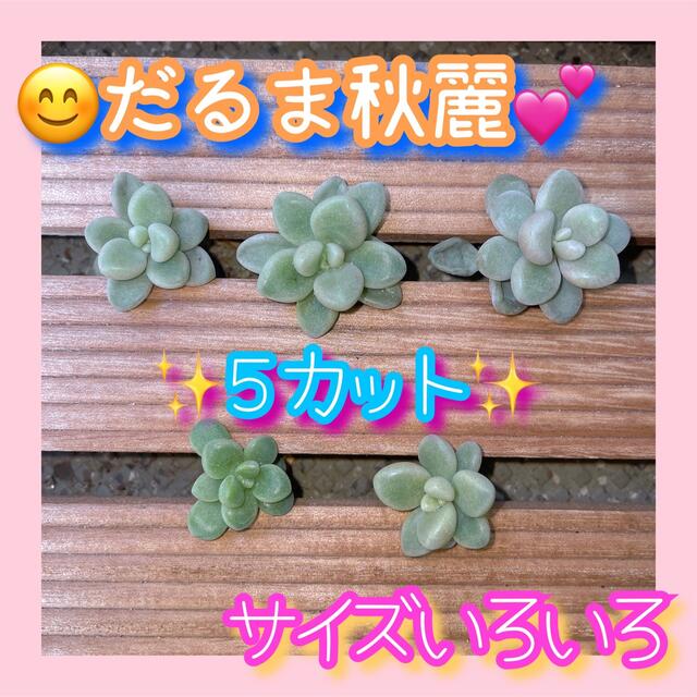 多肉植物 グラプトペタルム だるま秋麗 カット苗５カット ぷくぷく可愛い観葉植物 インテリア/住まい/日用品のインテリア小物(その他)の商品写真