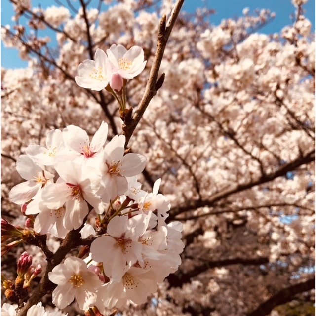 御専用になります。ありがとうございます。