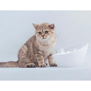 犬•猫用フードボール　ペット食器(猫)