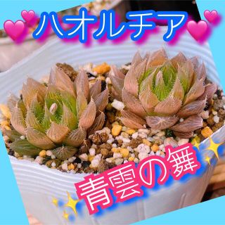 多肉植物 ハオルチア 星雲の舞 おまけ付き ハオルシア 観葉植物 おうち時間に♪(その他)