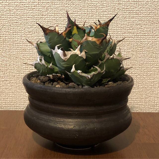 アガベ チタノタ アガベ チタノタ