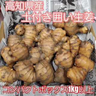 高知県産 土付き囲い生姜コンパクト(野菜)