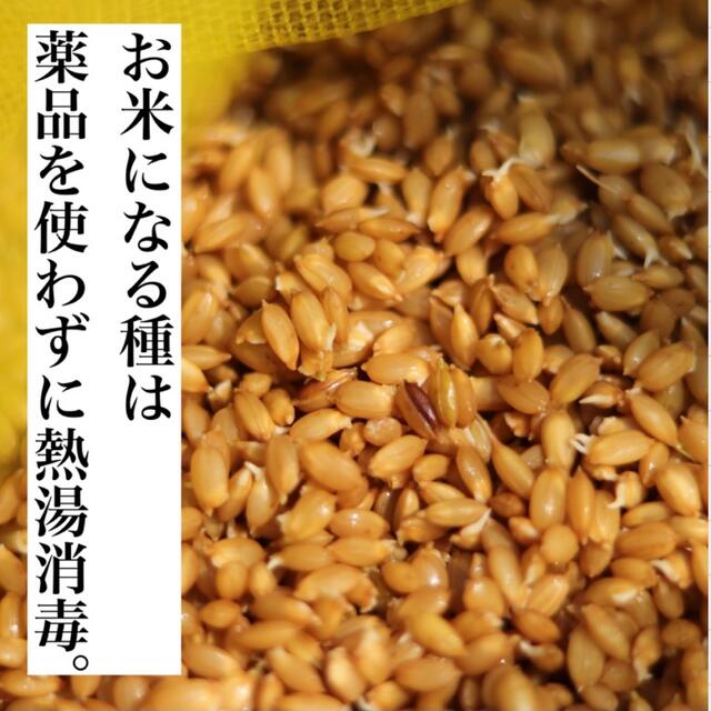 米/穀物令和3年度 新米 送料無料  農家直送 埼玉県産 彩のきずな 20キロ 白米