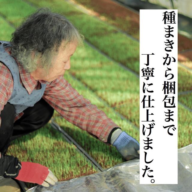 米/穀物令和3年度 新米 送料無料  農家直送 埼玉県産 彩のきずな 20キロ 白米