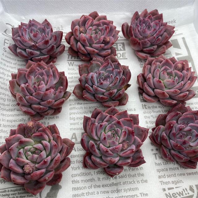 多肉植物 韓国苗 エケベリア ピンクアレックス 大苗 カット苗 多肉植物 韓国苗 エケベリア ピンクアレックス 大苗 カット苗