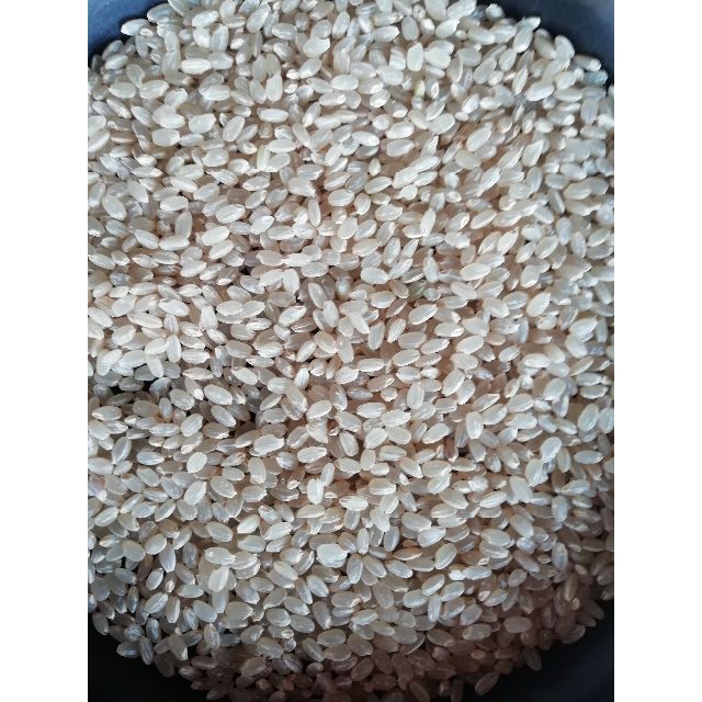 玄米　精米無料！　令和3年山形県産　雪若丸　検査一等米！　５ｋｇｘ６袋　米/穀物