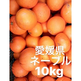 愛媛県産　ネーブルオレンジ　柑橘　みかん　10kg(フルーツ)