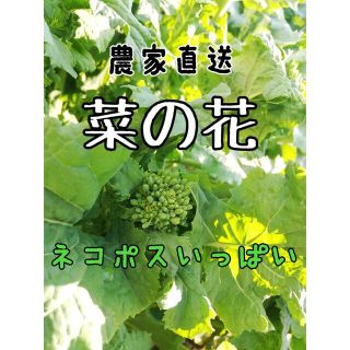 菜の花(ナバナ)  ネコポスいっぱい(約500g)※2、3日中に収穫後発送(野菜)