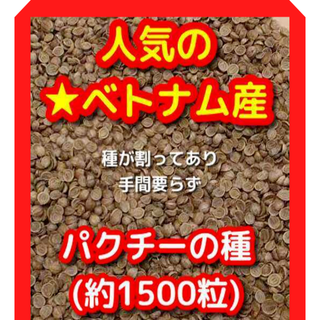 パクチー種15g(約1500粒)人気のベトナム産(野菜)