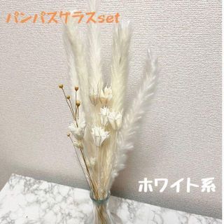 【数量限定】パンパスグラス　ホワイト系　ドライフラワー　観葉植物　インテリア(ドライフラワー)