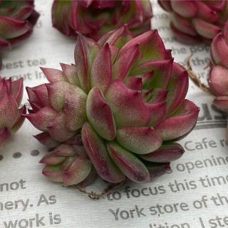 残り1苗 多肉植物 韓国苗 エケベリア フロリディティール 小苗 双頭(その他)