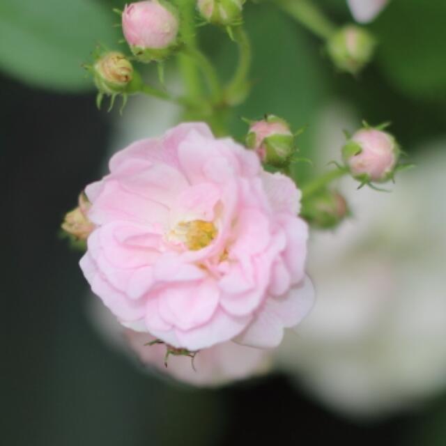 つるバラ　群舞　♡挿し木苗　♡根っこ付き　♡棘なしのピンクの薔薇 ハンドメイドのフラワー/ガーデン(その他)の商品写真