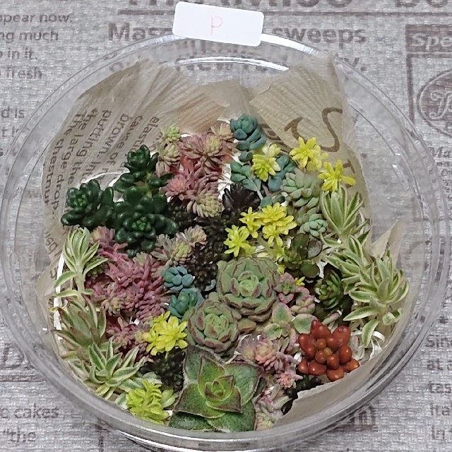 多肉植物 カット苗 詰め合わせ P ハンドメイドのフラワー/ガーデン(その他)の商品写真