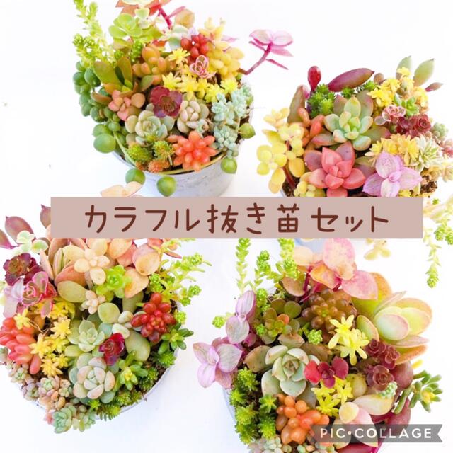 多肉植物　カラフルセダム　抜き苗セット ハンドメイドのフラワー/ガーデン(その他)の商品写真