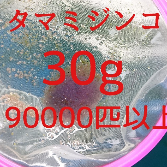 送料無料 タマミジンコ 30g 90000匹以上 生き餌 えさ メダカ