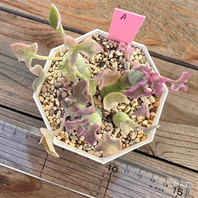 七法樹錦 多肉植物〈抜き苗〉A ハンドメイドのフラワー/ガーデン(その他)の商品写真