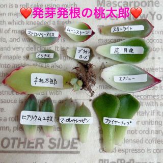 多肉植物☆葉挿しセット☆初心者さんにもおすすめ‼️育てやすい品種です(その他)