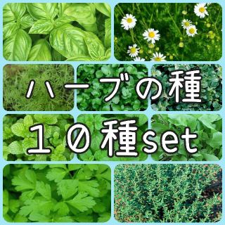 【ハーブのタネ】10種 セット 種子 種(その他)