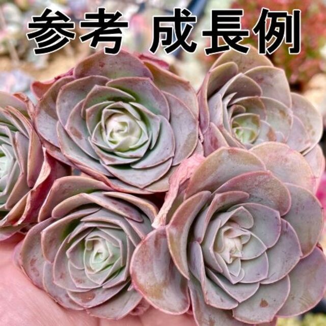 グリーノビア属 ピンクパンドラ １個  特大 韓国苗 ハンドメイドのフラワー/ガーデン(その他)の商品写真