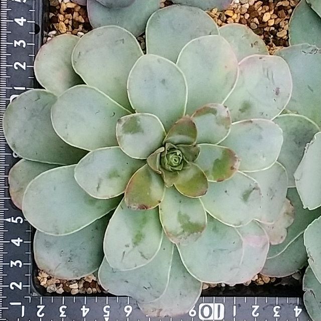 グリーノビア属 ピンクパンドラ １個  特大 韓国苗 ハンドメイドのフラワー/ガーデン(その他)の商品写真