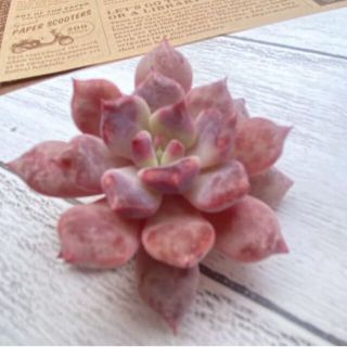 【韓国苗】Echeveria　Devolution　デボリューション(その他)