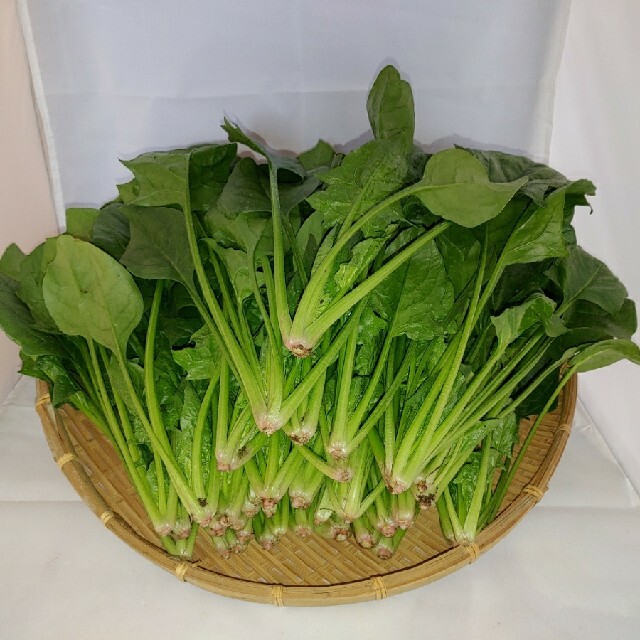 茨城の無農薬規格外ほうれん草2kgの通販 by アサシン農園's shop|ラクマ