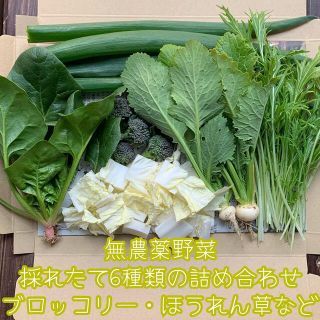 無農薬野菜＊採れたて6種類の詰め合わせ＊野菜セット＊ネコポス＊ブロッコリー等＊(野菜)